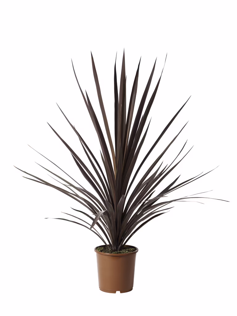 Syddracena 'Red Star'