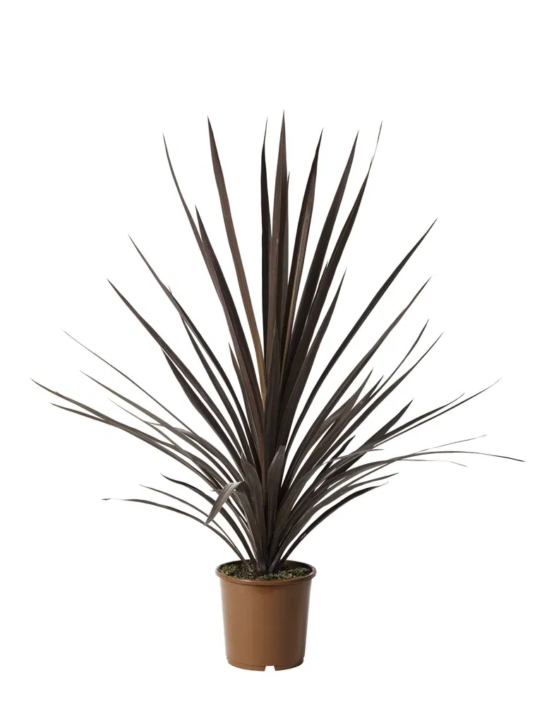 Syddracena 'Red Star'