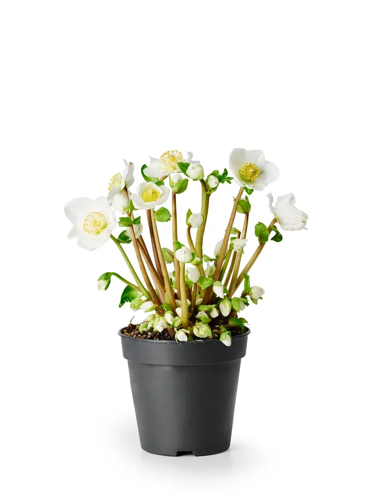Julros 'Verboom Beauty'