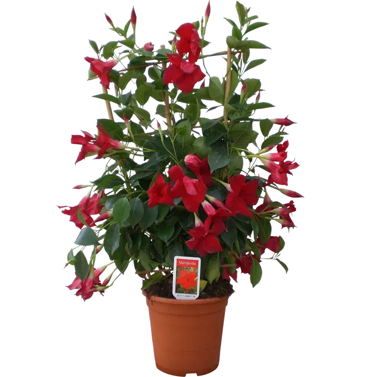 Dipladenia tower 23 cm