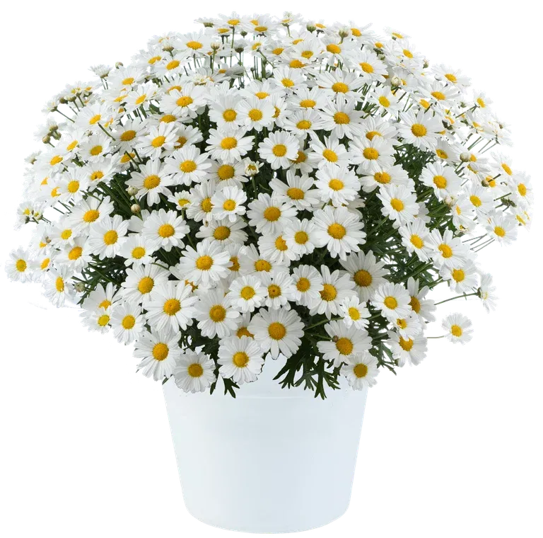 Margerit