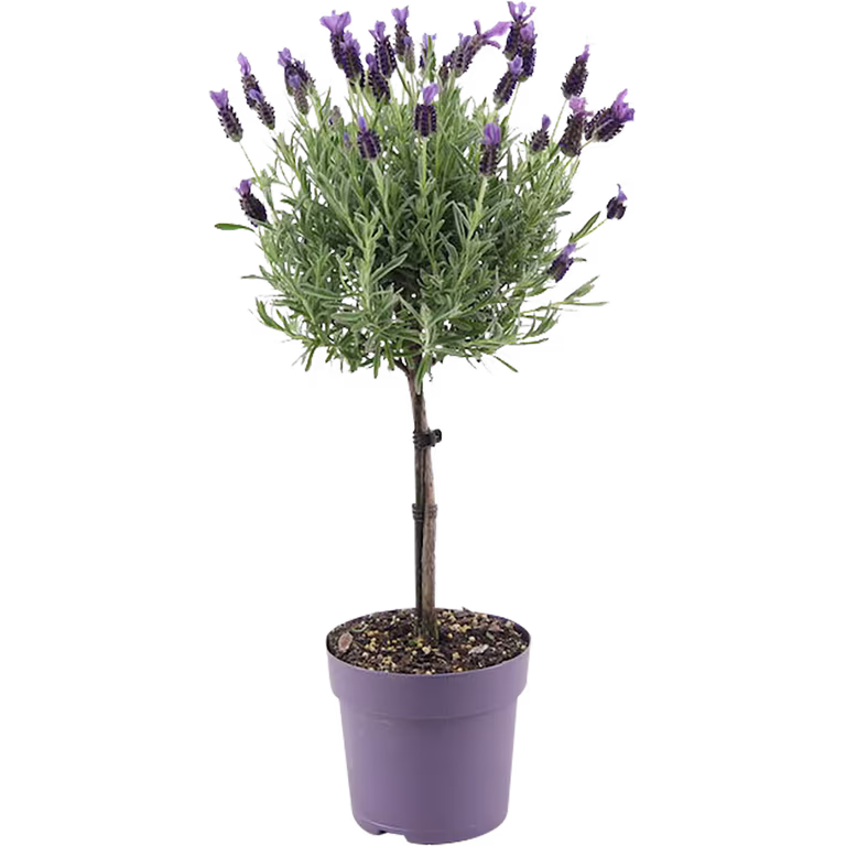 Lavandula stoechas stem Blue 14 cm