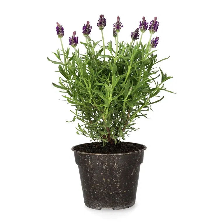 Lavandula stoechas Blue 10,5 cm
