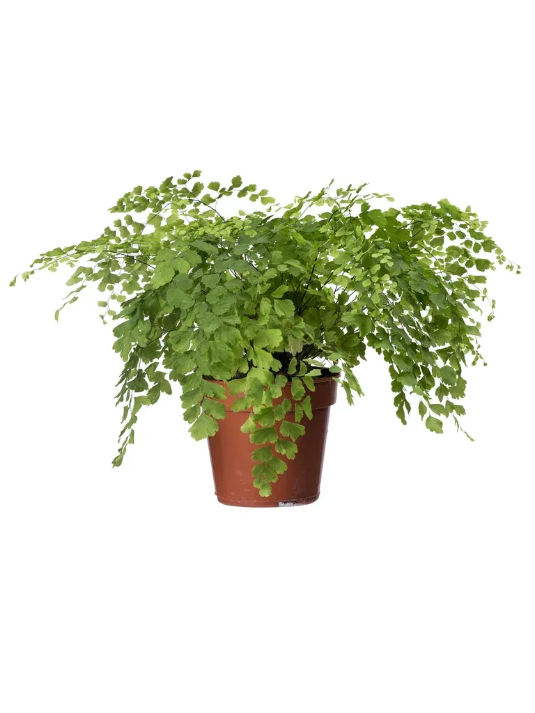 Maidenhair Fern, height 25cm, Green
