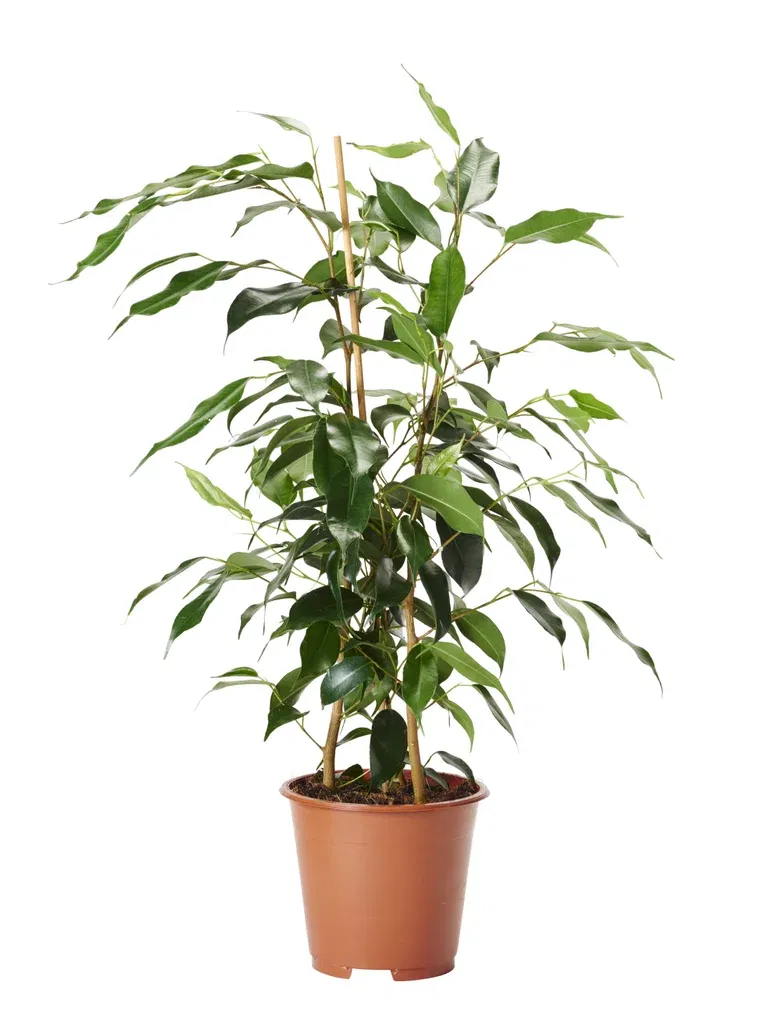 Ficus benjamina 'Danielle', Height 55 cm, Green
