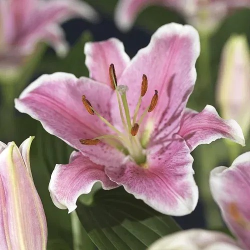 Lilium orientale 19cm