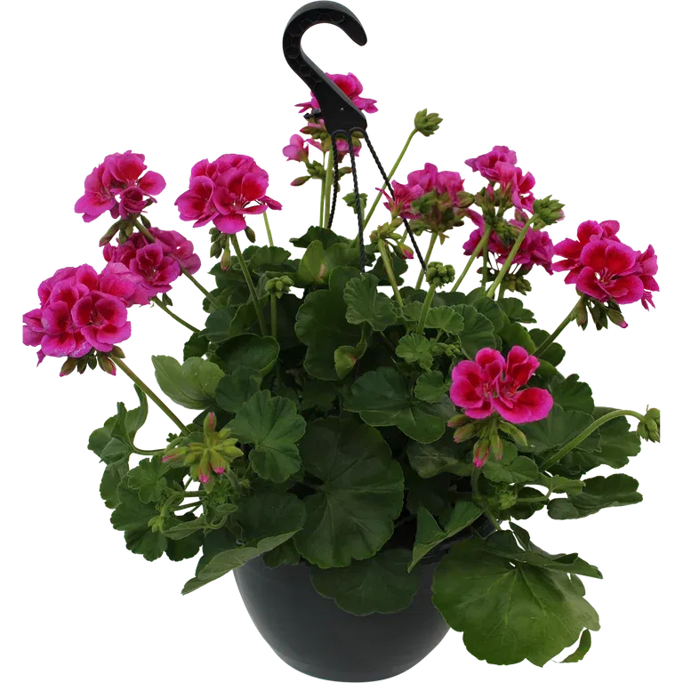 Pel. Calliope L 'Rose Splash' h.basket  25 cm