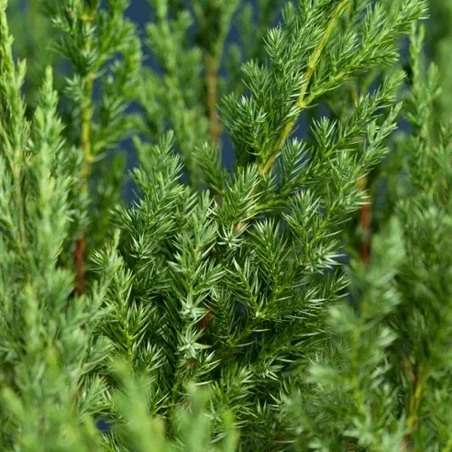 Kinesisk en 'Stricta'