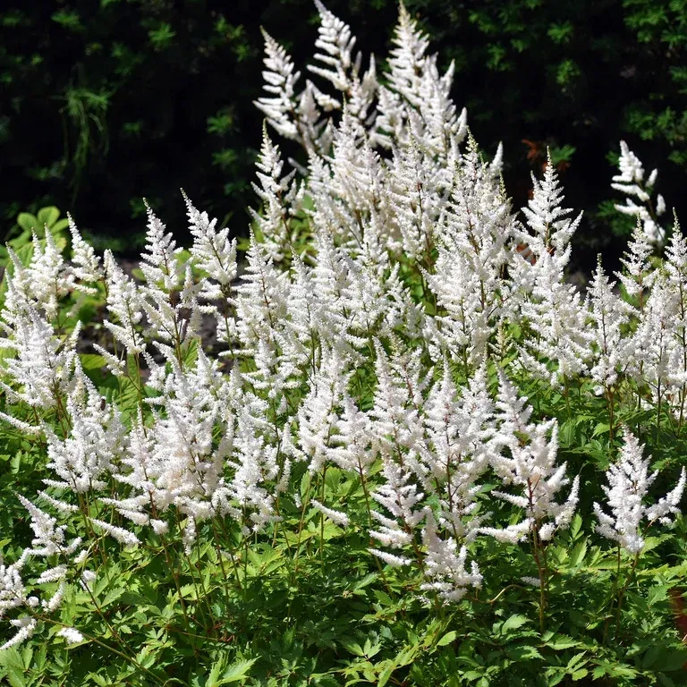 Silverastilbe 'Deutschland'