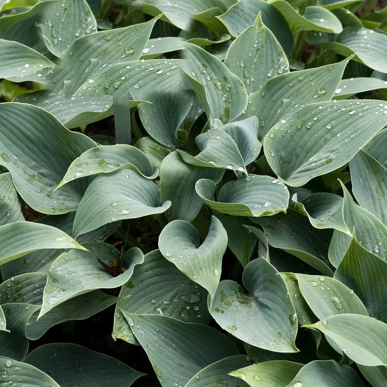 Blåfunkia 'Halcyon'