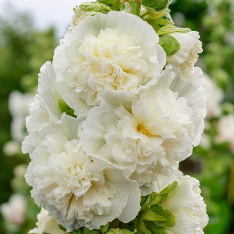 Stockros 'Pleniflora'