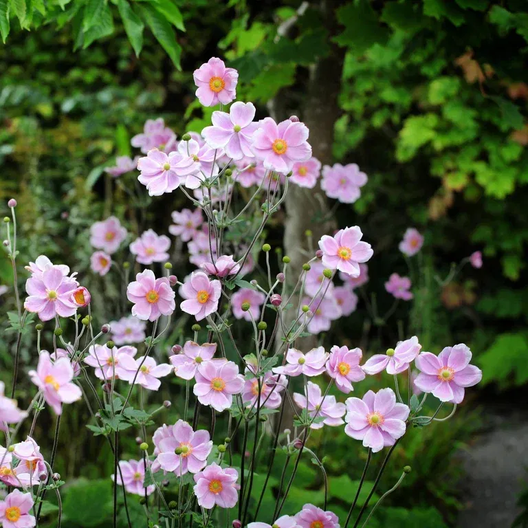 Silvrig höstanemon 'Robustissima'