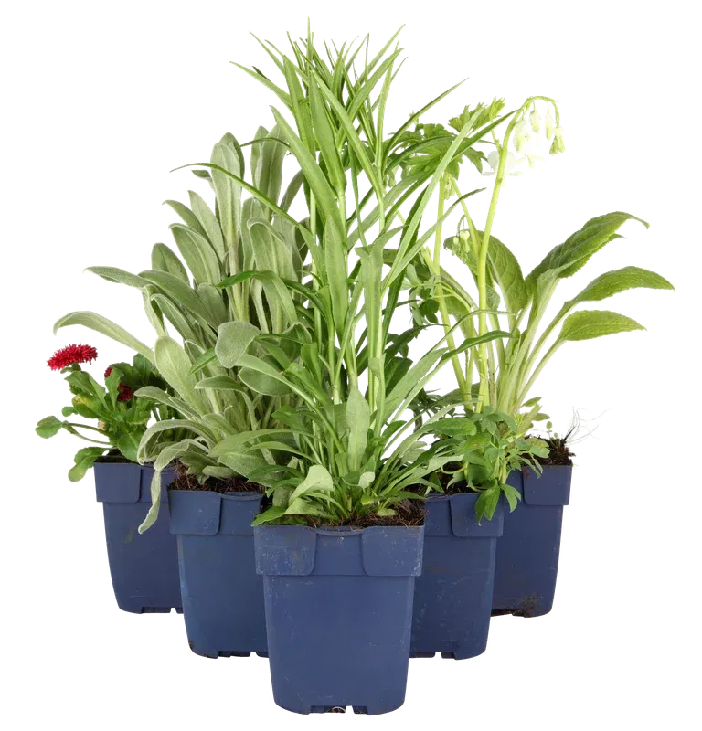 Strålrudbeckia 'Goldsturm'