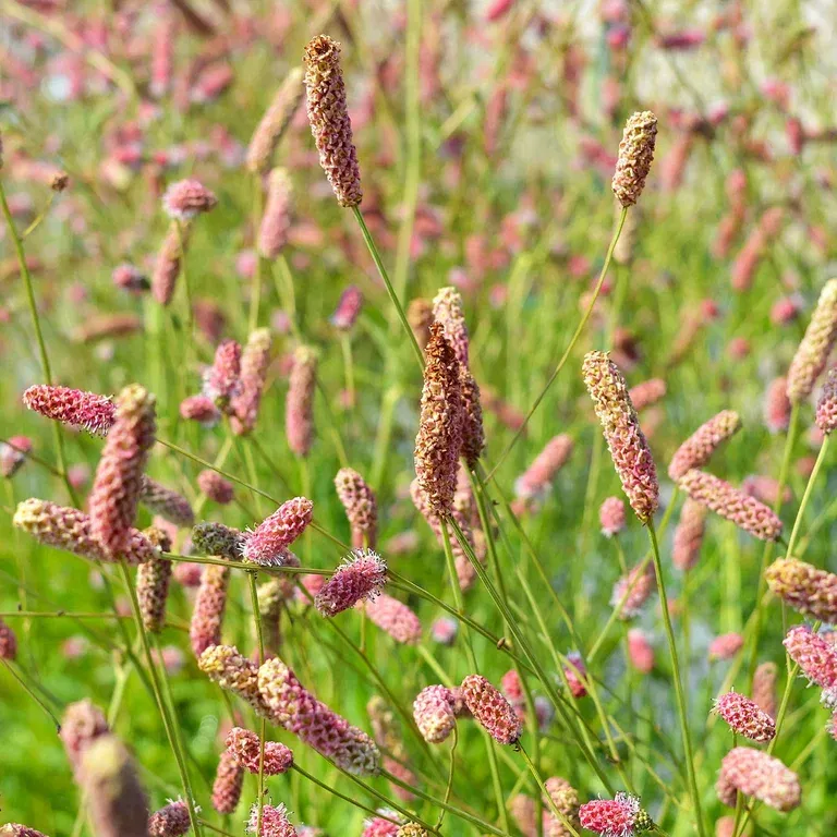 Blodtopp 'Pink Tanna'