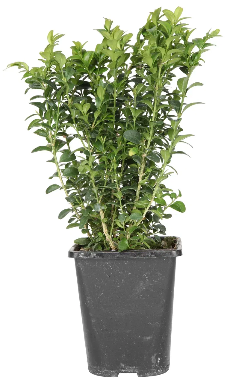 Buxbom 'Arborescens'