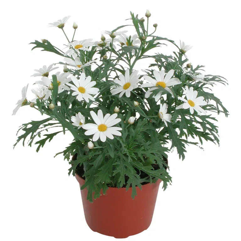 Margerit