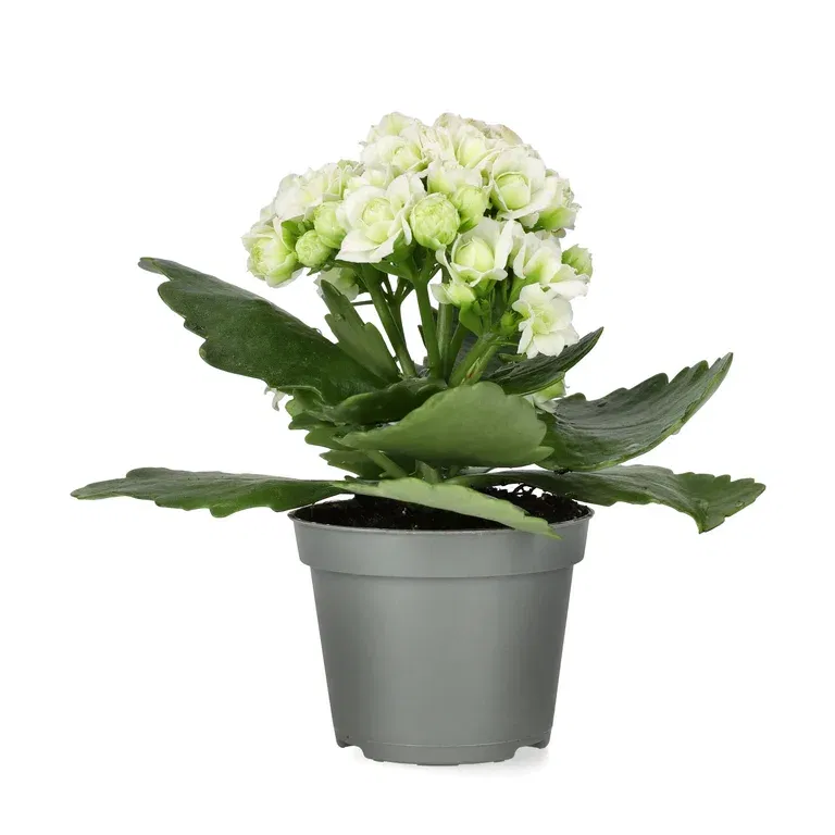 Kalanchoe