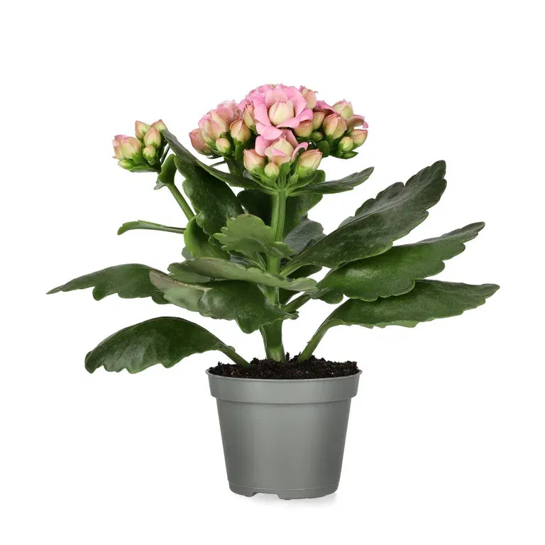 Kalanchoe