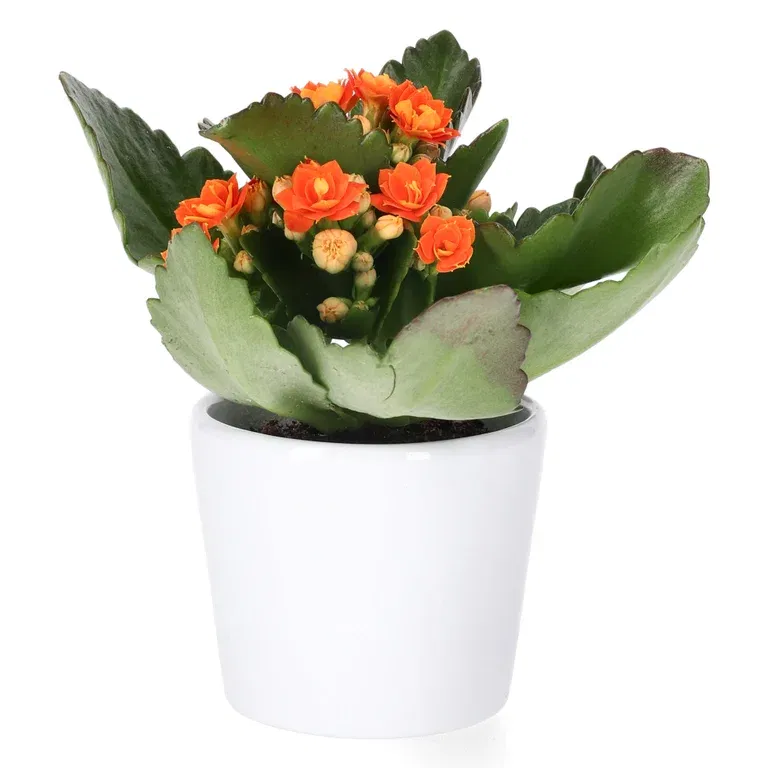 Kalanchoe