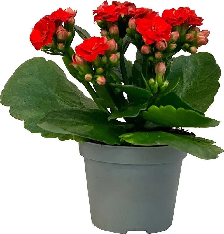 Kalanchoe