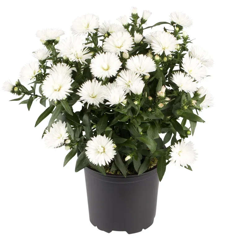 Aster