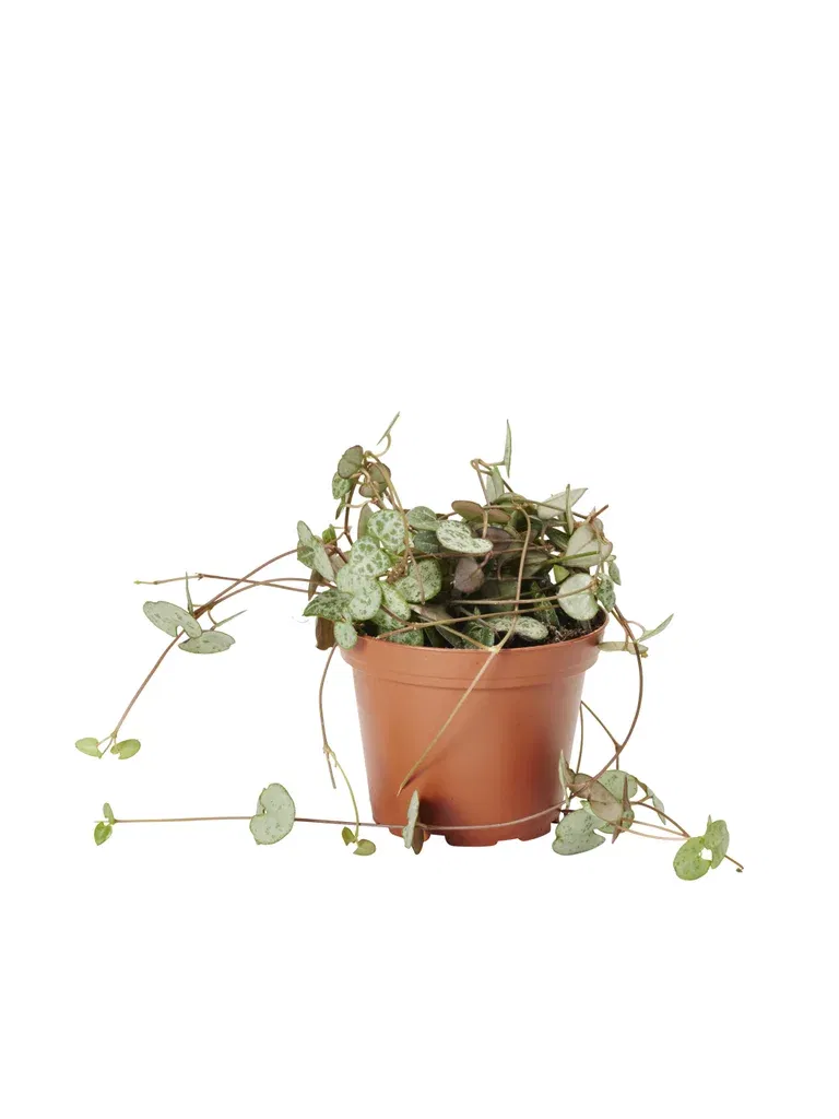 Ceropegia woodii 9 cm