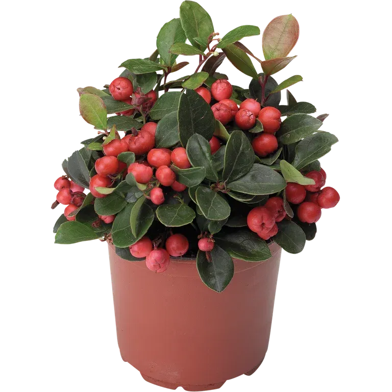 Gaultheria proc. 'Big Berry' 10,5 cm