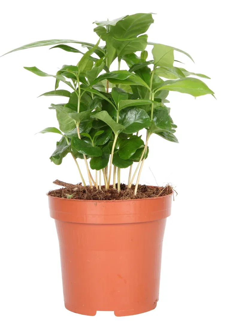 Coffea arabica 11 cm