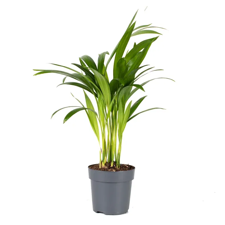 Guldpalm