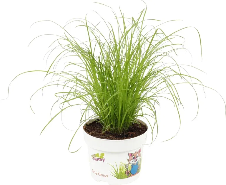 Liten parasollsäv 'Zumula'