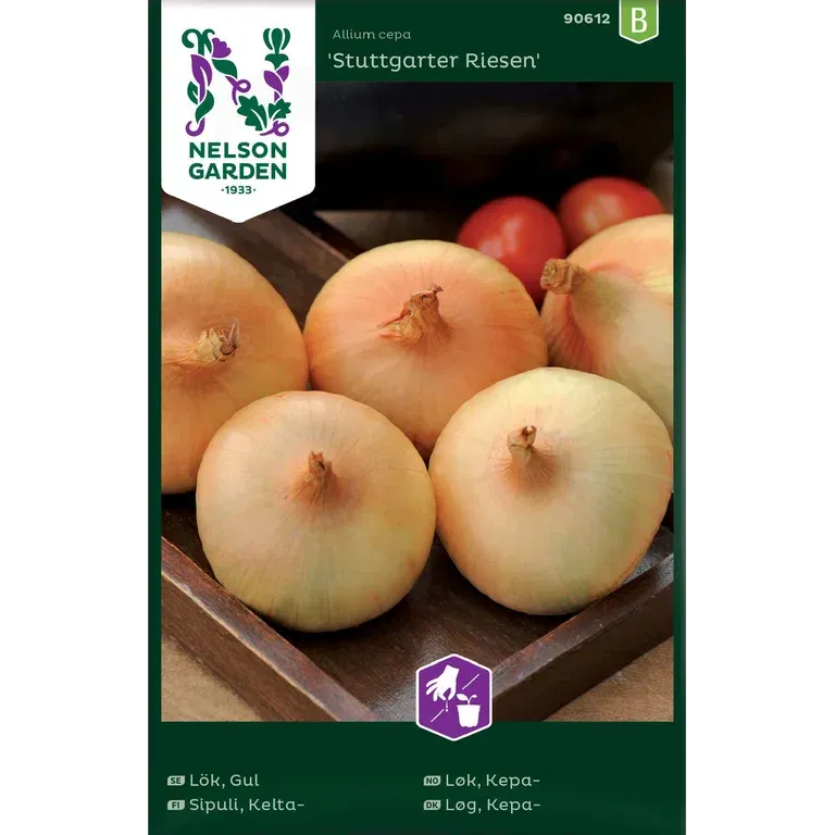 Gul lök 'Stuttgarter Riesen'
