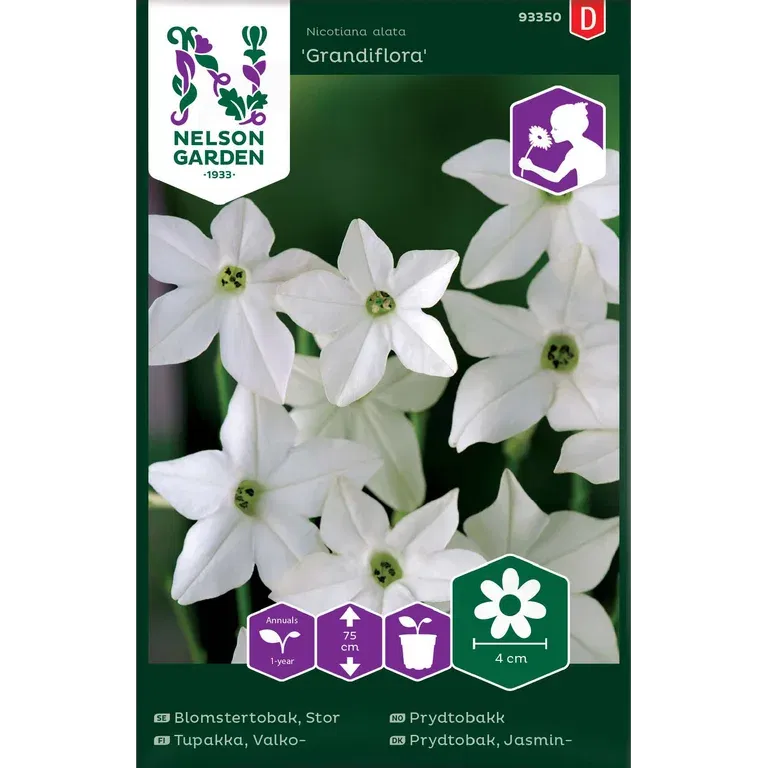 Stor Blomstertobak 'Grandiflora'