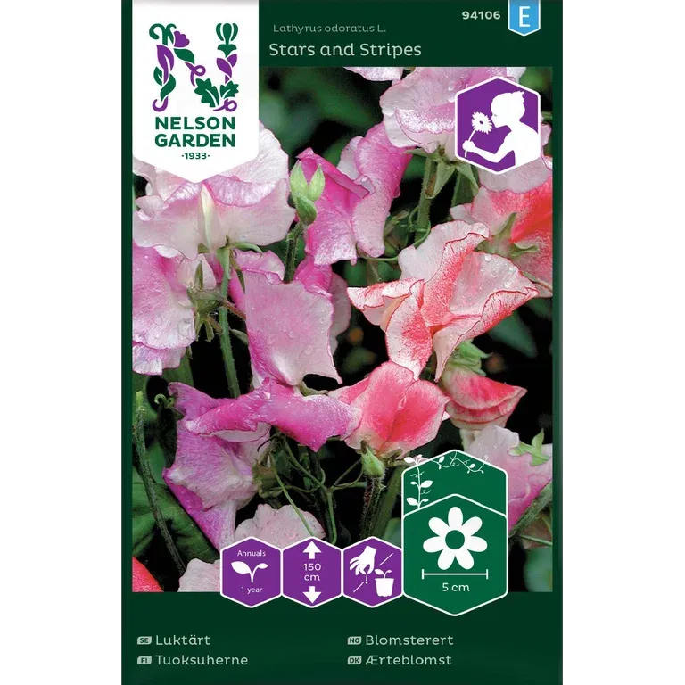 Luktärt 'Stars and Stripes'