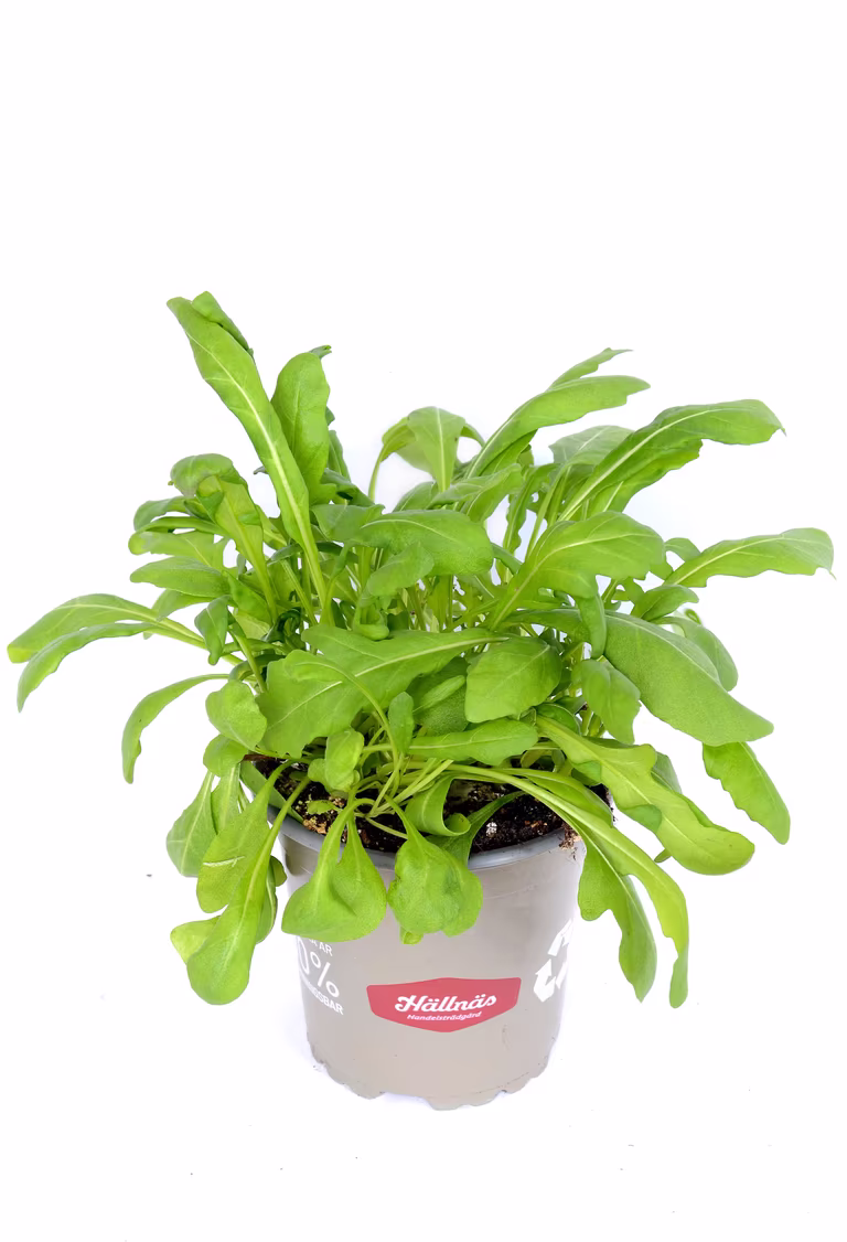 Ruccola KRAV