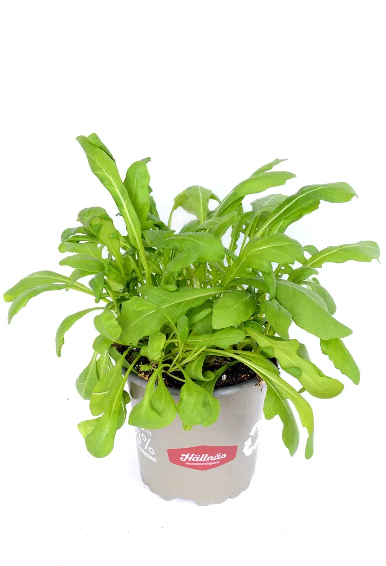 Ruccola KRAV