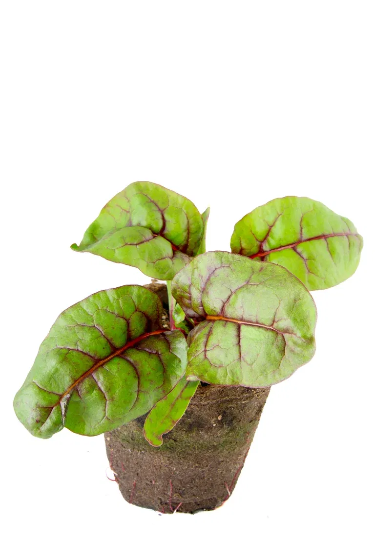Mangold KRAV