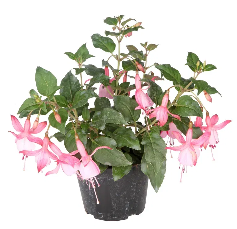 Fuchsia