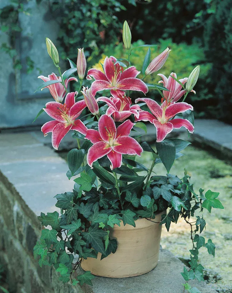 Orientlilja 'Stargazer'