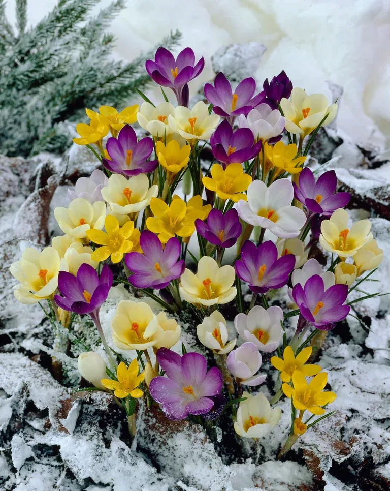 Vårkrokus mix
