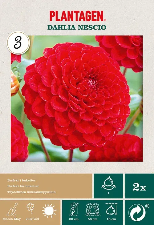 Pompondahlia 'Nescio'