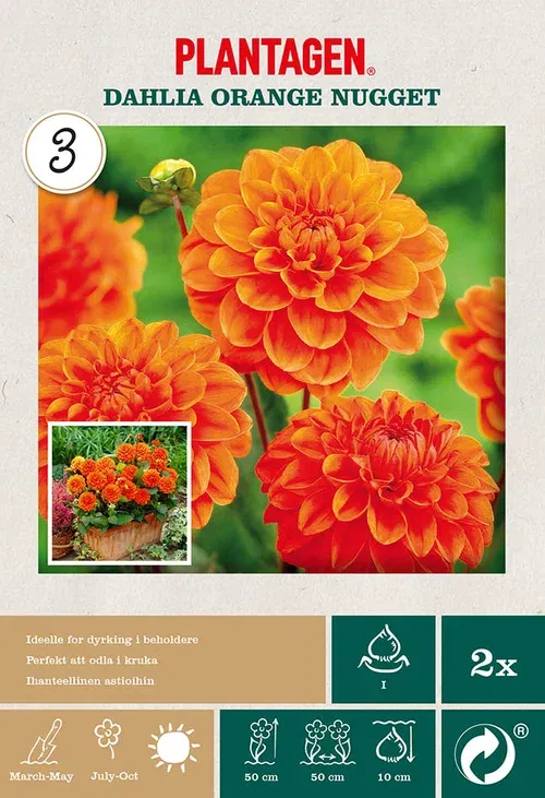 Dekorativdahlia 'Orange Nugget'