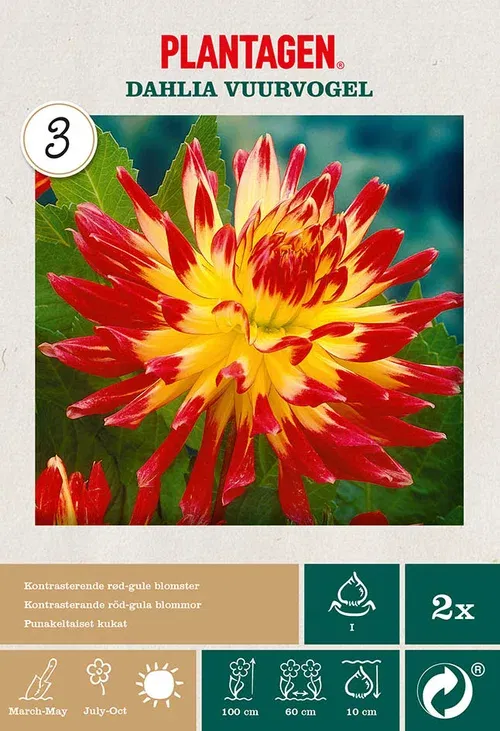 Kaktusdahlia 'Vuurvogel'