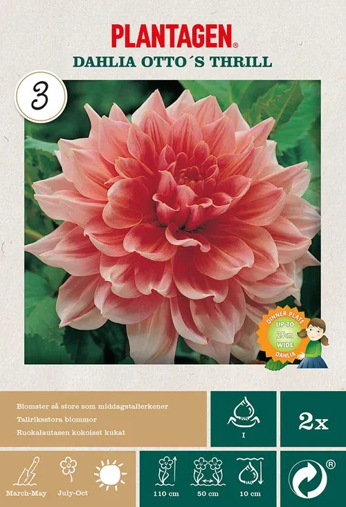 Dekorativdahlia 'Otto's Thrill'