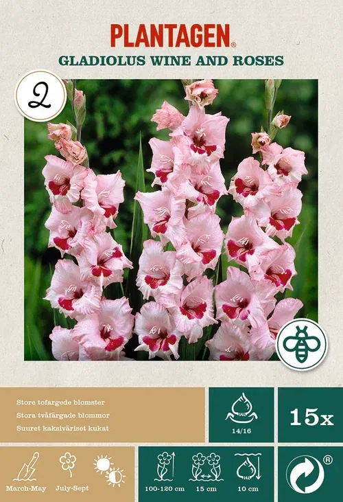 Storblommig gladiol 'Wine and Roses'