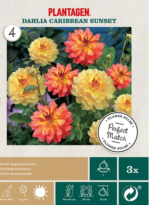 Dahlia mix caribbean sunset