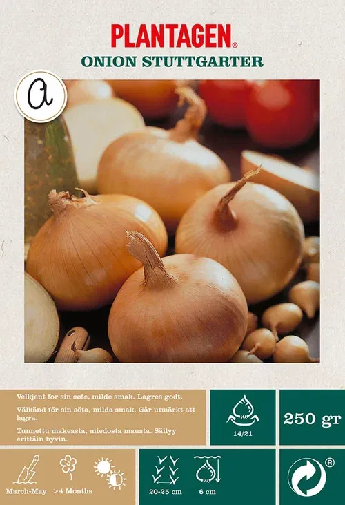 Onion  Stuttgarter