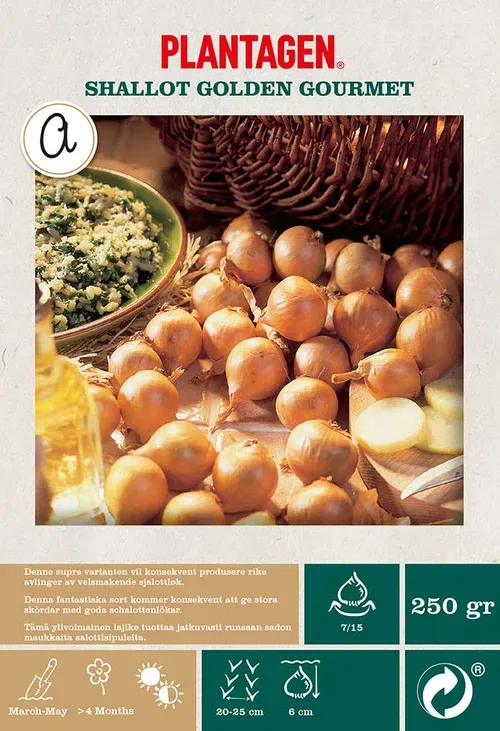 Schalottenlök 'Golden Gourmet'