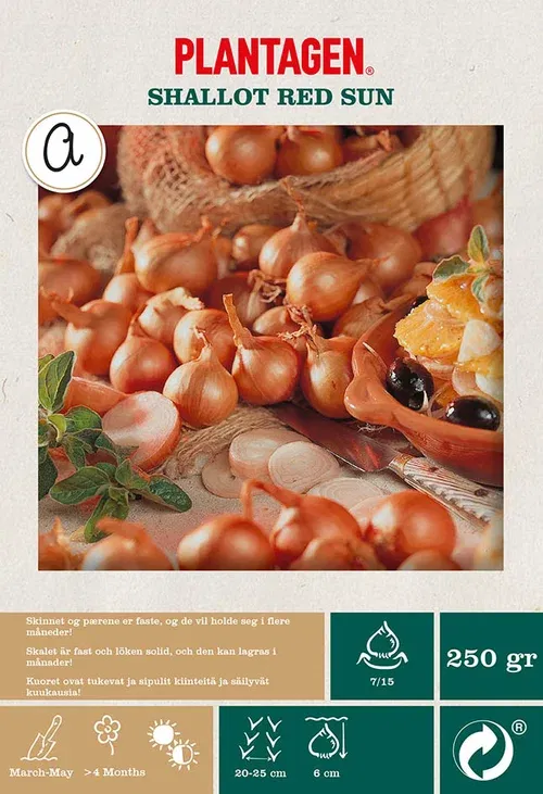 Schalottenlök 'Red Sun'