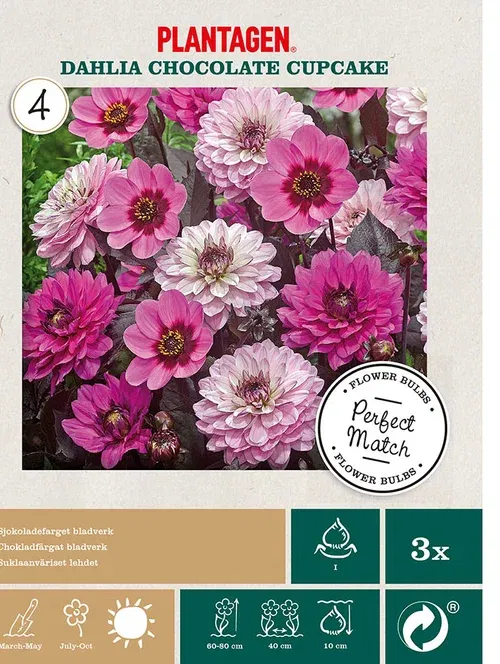 Dahlia mix chocolate cupcake