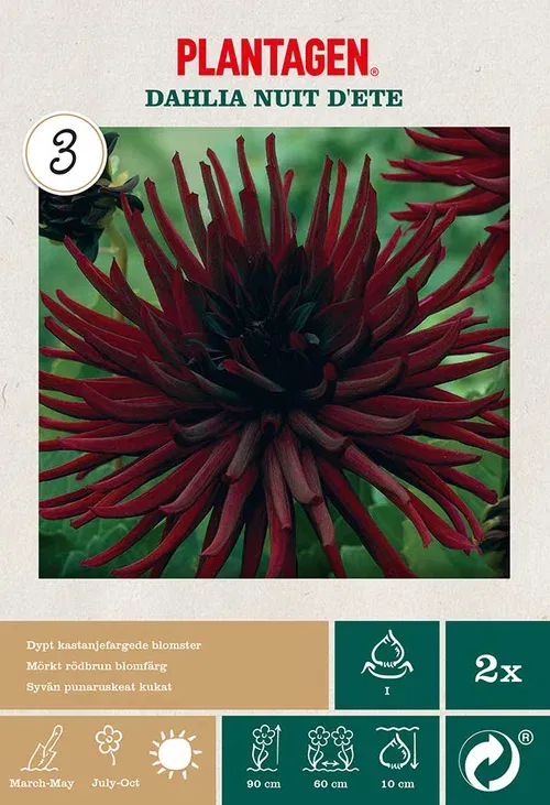 Kaktusdahlia 'Nuit d'Ete'